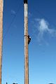 52 - Grouse Mountain - IMG_1517